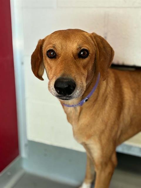 *CHELSEA - German Shepherd Dog / Great Pyrenees available for adoption