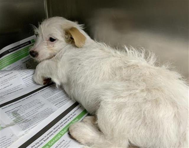 A251772 - Cairn Terrier available for adoption