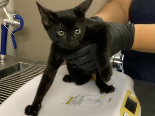 *LEO - Domestic Short Hair for adoption in Visalia