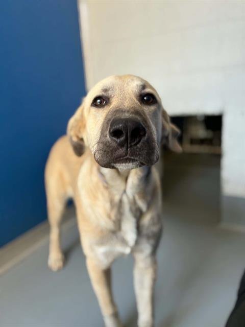 *BALOO - German Shepherd Dog available for adoption