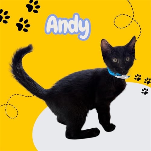 *ANDY - Domestic Short Hair available for adoption