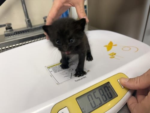 *ANDY - Domestic Short Hair available for adoption