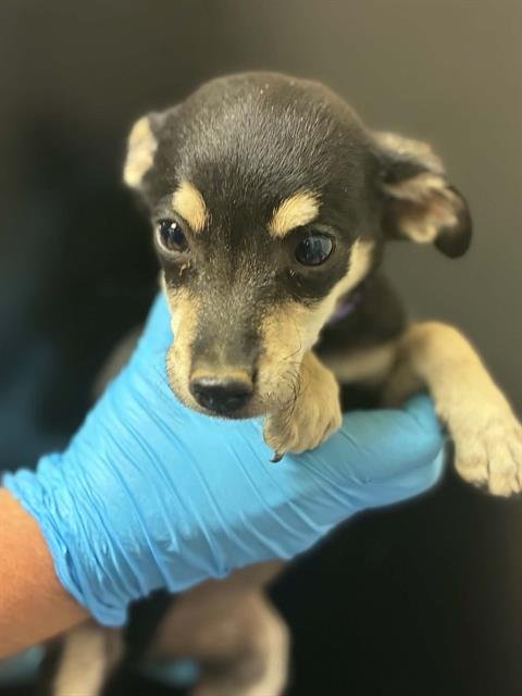 *MERI - Chihuahua available for adoption