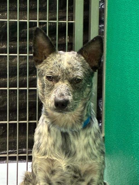 A255844 - Queensland Heeler available for adoption