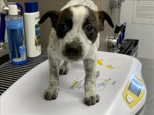 A255057 - Queensland Heeler available for adoption