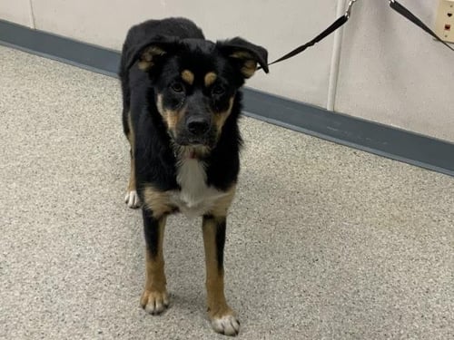BONNIE - German Shepherd Dog available for adoption