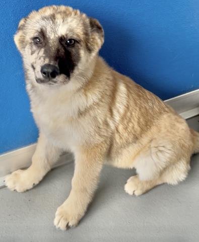 A251647 - Australian Cattle Dog/Blue Heeler / Dachshund available for adoption