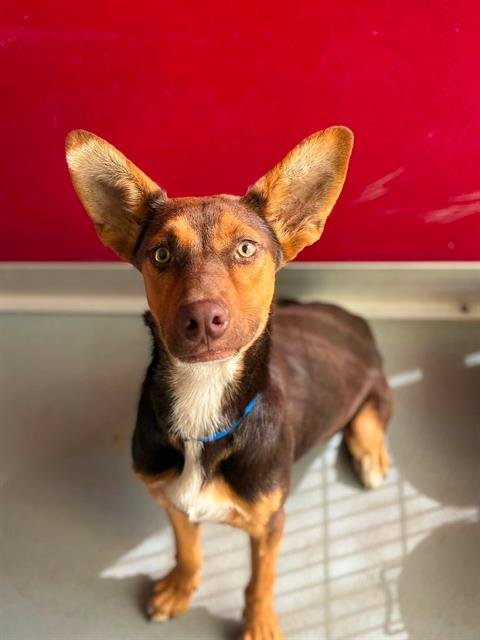 *PETER PAN - German Shepherd Dog available for adoption