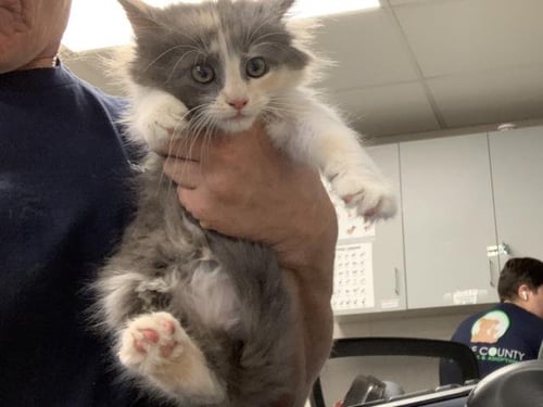 COSMO - Domestic Long Hair available for adoption