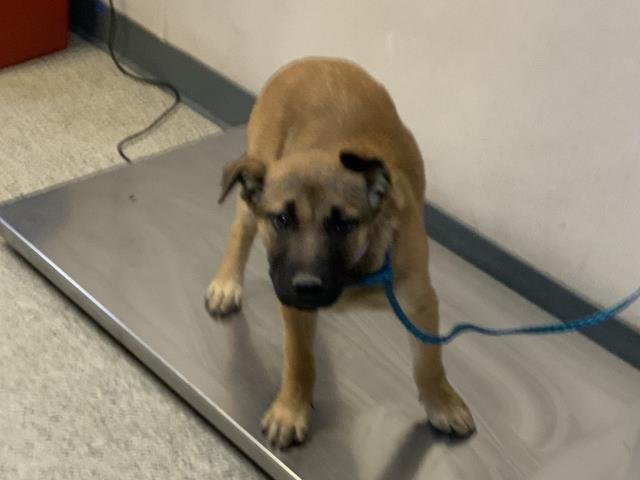 A251845 - German Shepherd Dog available for adoption