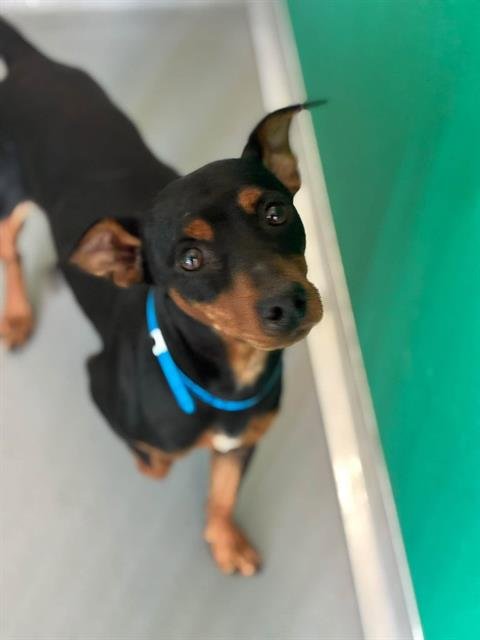 A256057 - Chihuahua available for adoption