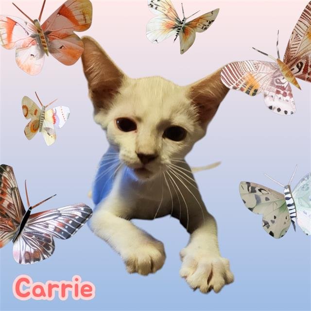 *CARRIE Image