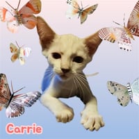 *CARRIE - Photo 1