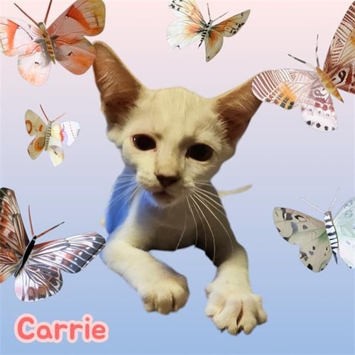 *CARRIE - Domestic Short Hair available for adoption