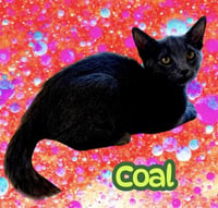 *COAL - Photo 1