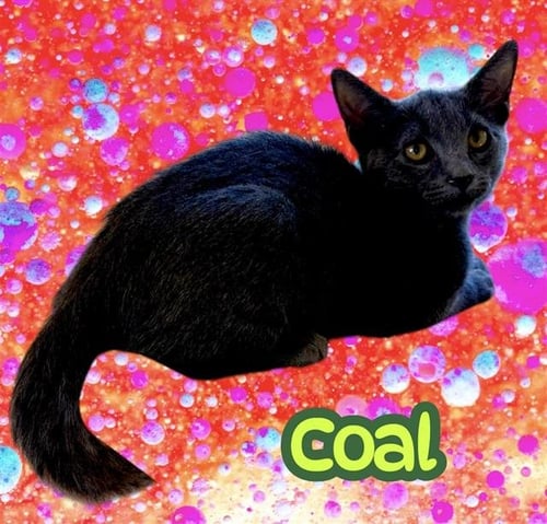 *COAL - Domestic Short Hair available for adoption