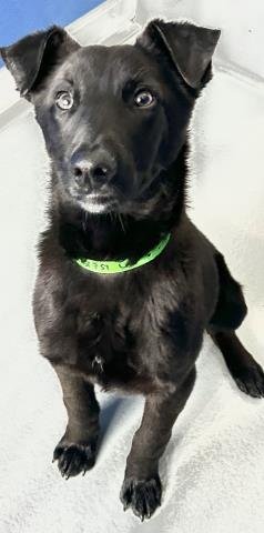 A251752 - Labrador Retriever available for adoption