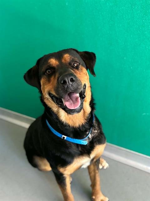 A255649 - Rottweiler available for adoption