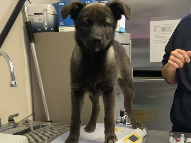 A251665 - Akita available for adoption