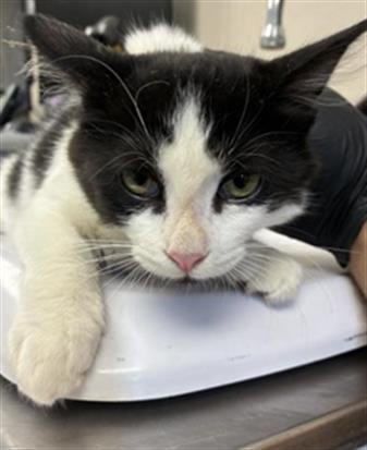 A255027 - Domestic Short Hair available for adoption
