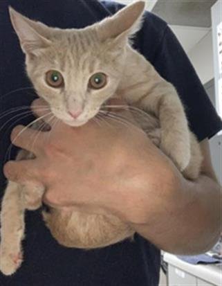 A255632 - Domestic Short Hair available for adoption