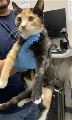 *CRYPTID - Domestic Short Hair available for adoption