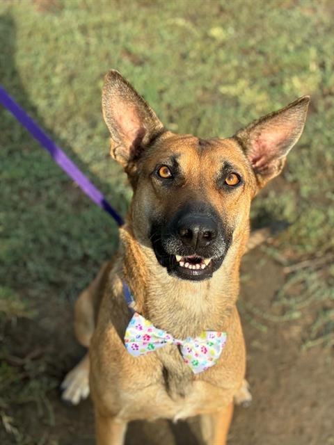 *AURORA - German Shepherd Dog available for adoption
