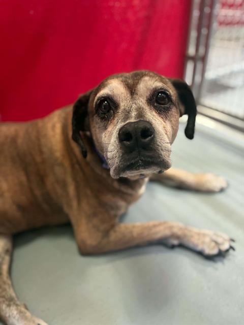 *ETHEL - Boxer available for adoption