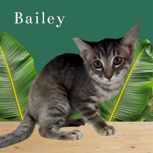 *BAILEY - Domestic Short Hair available for adoption