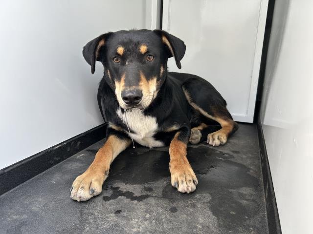 A251929 - Rottweiler / Doberman Pinscher available for adoption