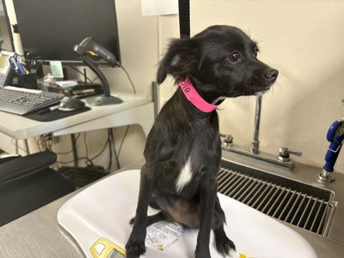 A256018 - Chihuahua available for adoption