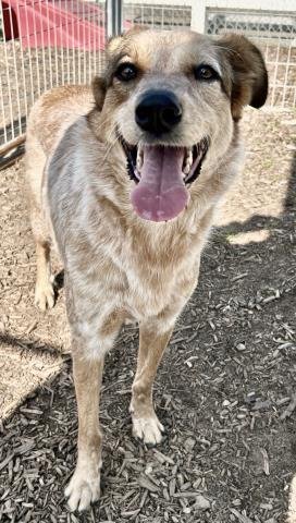 HOPE - Queensland Heeler available for adoption