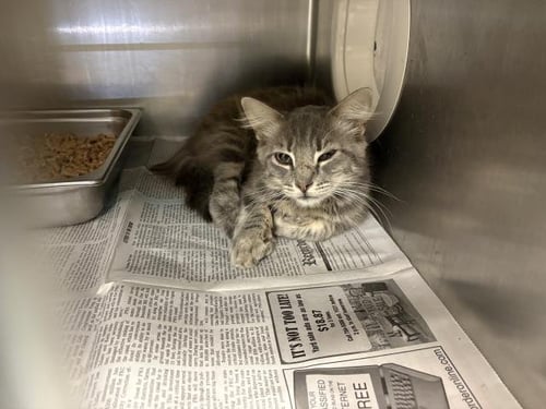 *ROCKY - Domestic Medium Hair available for adoption