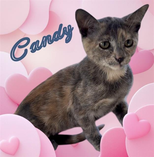 *CANDY Image