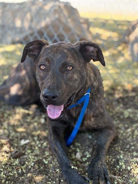 *MIKEY - German Shepherd Dog available for adoption