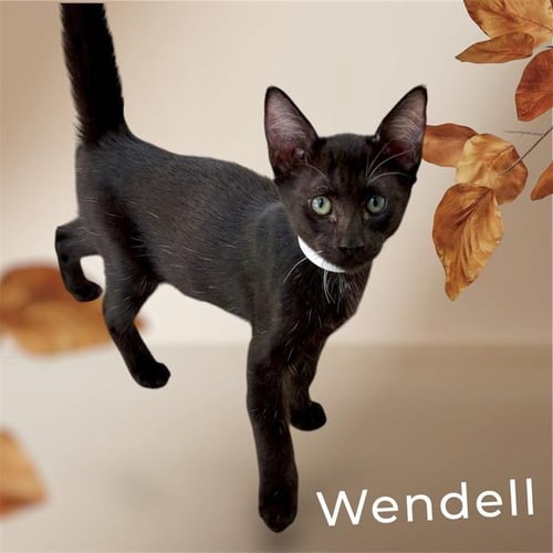 *WENDELL - Domestic Short Hair available for adoption