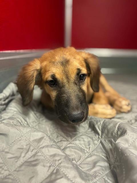 A255832 - German Shepherd Dog available for adoption