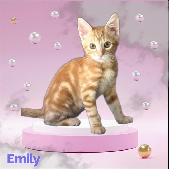 *EMILY Image