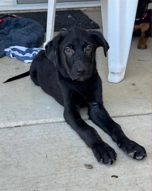 A254859 - Labrador Retriever available for adoption