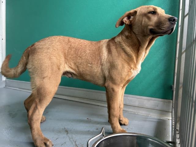 LUCKY - Pit Bull Terrier available for adoption