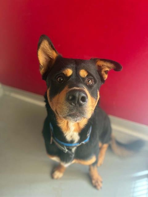 *BENZ - Rottweiler available for adoption