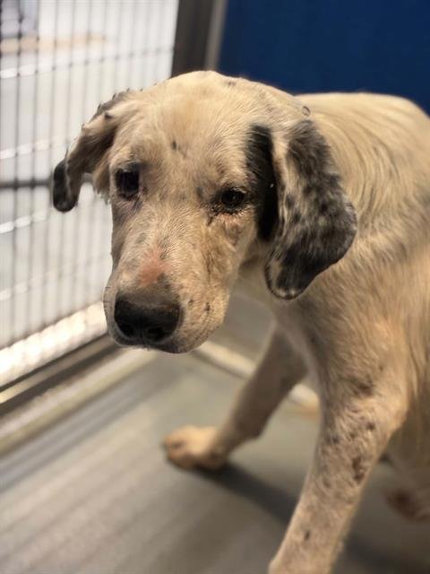 A255727 - Labrador Retriever available for adoption