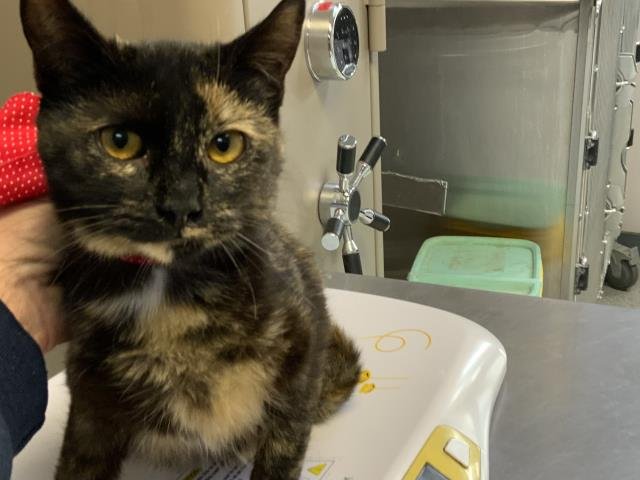 LILY - Domestic Short Hair available for adoption