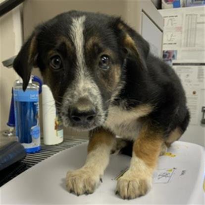 A255040 - Australian Shepherd available for adoption