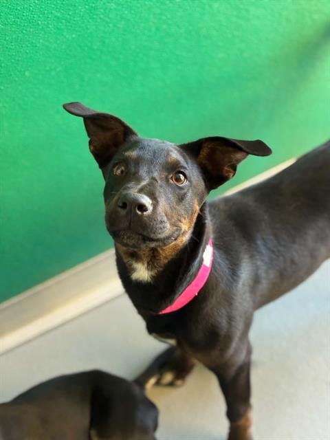 A255433 - German Shepherd Dog available for adoption