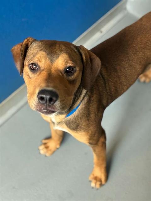 A255930 - Pit Bull Terrier available for adoption