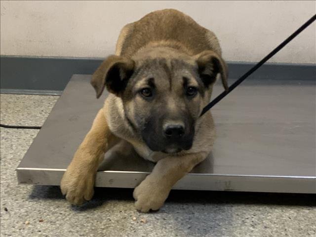 A251844 - German Shepherd Dog available for adoption