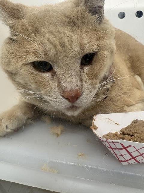 A255994 - Domestic Short Hair available for adoption