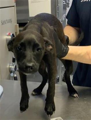 A251932 - Labrador Retriever available for adoption