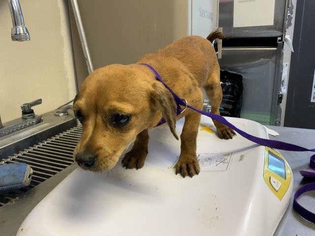 A251822 - Chihuahua available for adoption